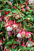 FUCHSIA PATIO PRINCESS