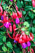 FUCHSIA MULTA