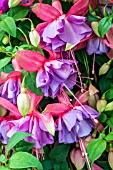 FUCHSIA ADRIENNE