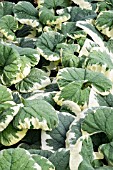 BRUNNERA MACROPHYLLA DAWSONS WHITE