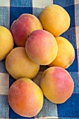 APRICOT FARALIA