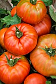 TOMATO OVIS ROMANIAN GIANT