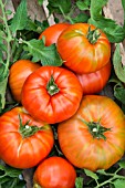 TOMATO OVIS ROMANIAN GIANT