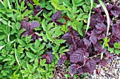 AEGOPODIAM PODAGRARIA WITH CONTRASTING COPPICED CRIMSON HAZEL