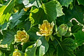LIRIODENDRON TULIPIFERA AGM