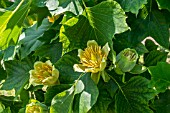 LIRIODENDRON TULIPIFERA AGM