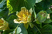 LIRIODENDRON TULIPIFERA AGM