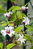 CLEMATIS PRINCESS KATE