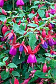 FUCHSIA ANN HOWARD TRIPP