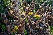 AN ENGLISH STUMPERY GARDEN