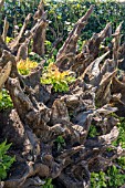 AN ENGLISH STUMPERY GARDEN