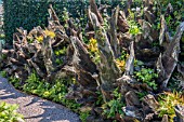 AN ENGLISH STUMPERY GARDEN