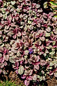 AJUGA REPTANS BURGUNDY GLOW