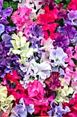 LATHYRUS SPENCER MIXED