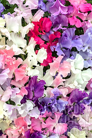 LATHYRUS_HIGHLY_PERFUMED_SPENCER_MIXED