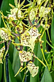 BRASSIA ETERNAL WIND
