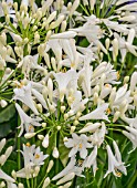 AGAPANTHUS SNOW PIXIE