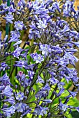 AGAPANTHUS BLUE GIANT (BACK IN BLACK)