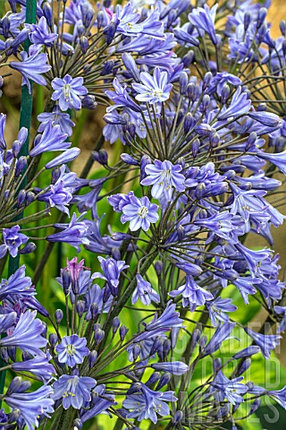 AGAPANTHUS_BLUE_GIANT_BACK_IN_BLACK