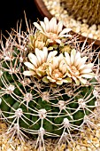 GYMNOCALYCIUM WEISSIANUM