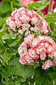 GERANIUM APPLE BLOSSOM