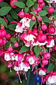 FUCHSIA ALWIN