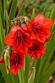 GLADIOLUS FLANGANII