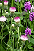 CIRSIUM MOUNT ETNA