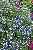 LOBELIA SUPER STAR