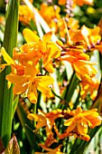 CROCOSMIA COLUMBUS