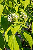 CLERODENDRON TRICHOTOMUM WHITE CALYX