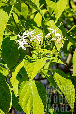 CLERODENDRON_TRICHOTOMUM_WHITE_CALYX