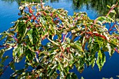 ACER RED FLAMINGO