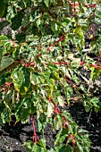 ACER RED FLAMINGO