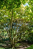 ACER JAPONICUM AUREUM (ORIGINAL TREE FROM JAPAN)