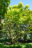 ACER JAPONICUM AUREUM (ORIGINAL TREE FROM JAPAN)