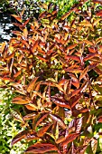 WEIGELA WINGS OF FIRE