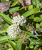 ASCLEPIAS INCARNATA ICE BALLET