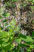 DESMODIUM ELEGANS