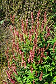 PERSICARIA AMPLEXICAULE ORANGE FIELD