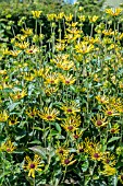 RUDBECKIA HENRY EILEERS