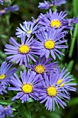 ASTER AMELLUS AUTUMN BLUE