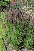 CALAMAGROSTIS X ACUTIFLORA KARL FOERSTER