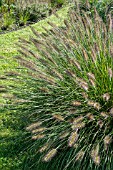 PENNISETUM VIRIDESCENS