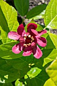 CALYCANTHUS APHRODITE