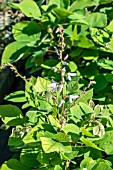 DESMODIUM ELEGANS