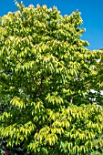 ZELKOVA SERRATA OGON