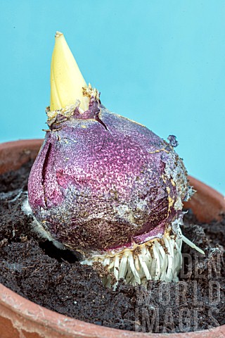 HYACINTH_PROBLEM_NEED_PLANTING_DEEP_OTHERWISE_ROOTS_PUSH_UP_BULB