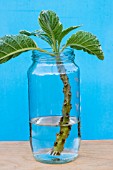 BRUGMANSIA ROOTING IN WATER