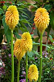 KNIPHOFIA ROOPERI AGM